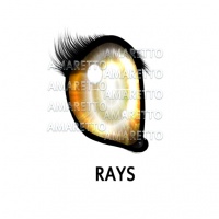 Rays Eye