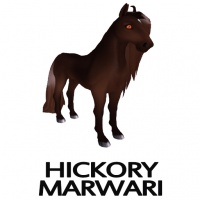 Hickory Marwari