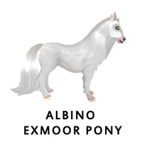 Albino Exmoor Pony Side