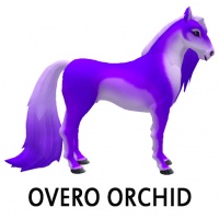 Overo Orchid