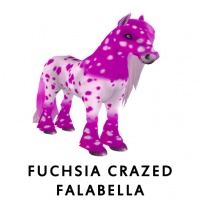 Fuchsia Crazed Falabella