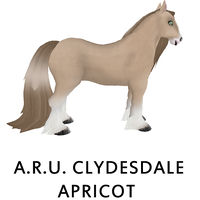 A.R.U. Clydesdale Apricot