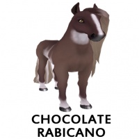 Chocolate Rabicano