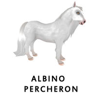 Albino Percheron Side