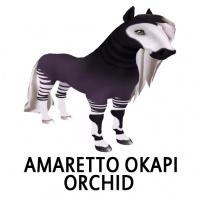 Amaretto Okapi - Orchid