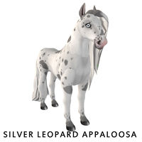 Amaretto Silver Leopard Appaloosa