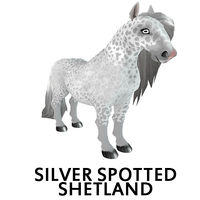 Silver Spotted Shetland