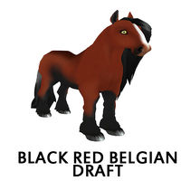 Black Red Belgian Draft