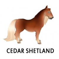 Cedar Shetland