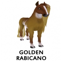 Golden Rabicano