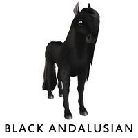 Black Andalusian