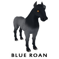 Blue Roan