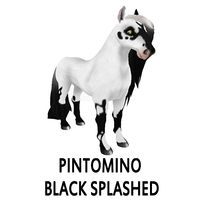 Pintomino Black Splashed