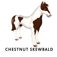 Chestnut Skewbald