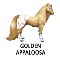 Golden Appaloosa