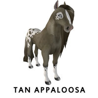 Tan Appaloosa